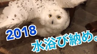 しーちゃん今年最後の水浴び！！