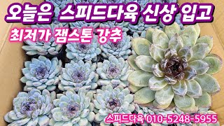 23.9.6 오늘은 스피드다육 신상 입고 잼스톤 매직뷰티 사과마리아 미리내 써든벨 그리고 5천원 다육들💕 스피드다육 010-5248-5955 전국택배가능 유료광고포함