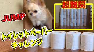 【犬 挑戦】チワワがTikTokで話題のトイレットペーパーチャレンジに挑戦！まさかの展開が可愛い