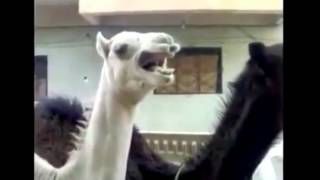 Peter Griffin camel laugh