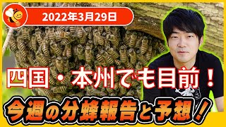 🐝四国・本州でも分蜂目前！【今週の分蜂発生状況と予想】2022年3月29日🐝 (機材トラブルで突然終了してますm(_ _)m