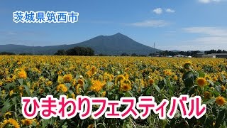 あけのひまわりフェスティバル　茨城県筑西市宮山地区（宮山ふるさとふれあい公園周辺）