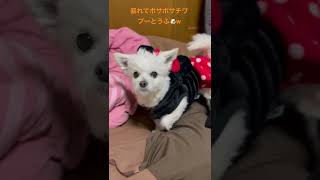 ボサボサのチワプーとうふ🐶#チワプー #チワワ #いぬすたぐらむ