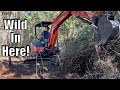 Blazing Trails Through THICK BRUSH with a Mini Excavator | E128