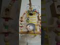 shorts【急に細くなるコザクラインコ】ビックリするクウちゃん❣surprised parakeet.