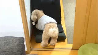 こだわりが強すぎるｗ大きいトイプードル【デカプー】【トイプードルのロアくん】【toy poodle】