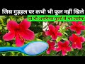 Hibiscus Plant Care.Best homemade fertilizer for hibiscus.gudhal.गुड़हल का फूल.Plant care.plants.