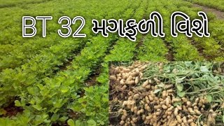 BT32 | મગફળી GJG-32 વાવેતર વિશે માહિતી | GJG32 GROUNDNUT | Peanut Farming in India 🥜 | મગફળી ની ખેતી