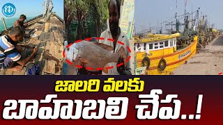 జాలరి వలకు బాహుబలి చేప..! | Sakhinetipalle Mandal | iD Kurnool