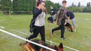 Trening Wystawowy na Szkoleniu Sekcji Owczarka Niemieckiego