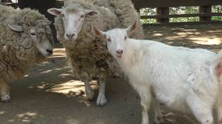 ヒツジとヤギ (足立区生物園) 2018年5月5日