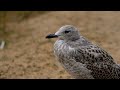 silbermöwe larus argentatus jungtier