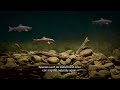 rivers a natural solution to climate change. an animation film by the environment agency.