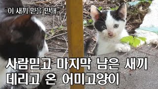 사람믿고 마지막 남은 새끼 데리고 온 어미고양이