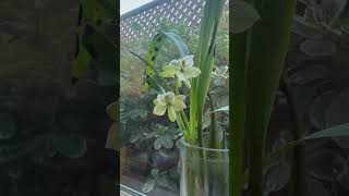 Encyclia radiata, 花瓶无洞种植小章鱼兰～～