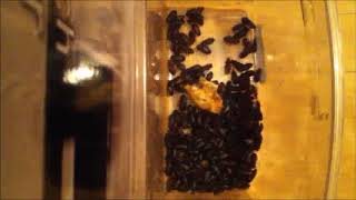 Dermestids Canada Mealworm Timelapses 2017 2019  #11,012 12