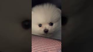 태어난지 2개월 된 화이트 포메라니안 🐶