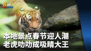 本地景点春节迎人潮 老虎和“叻叻”成吸睛大王