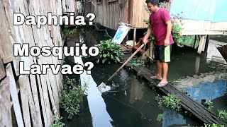 Where can we find daphnia and mosquito Larvae | Feeding livefoods to my lovely fishes