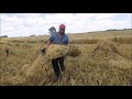 how to make a grain shock for threshing