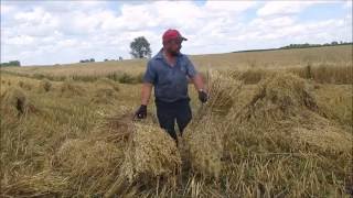 How To Make a Grain Shock For Threshing