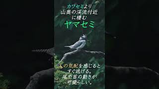 【珍しい野鳥】ヤマセミの尾っぽの動きが可愛らしい #Shorts