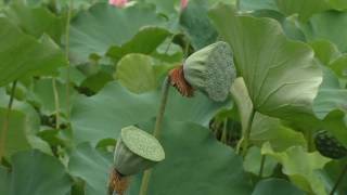 🔴秋田市千秋公園の大賀ハス　【２０１６年８月19日】❗