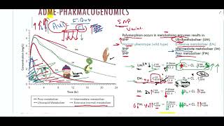 Metabolism Pharmacogenomics effects on average steady state plasma concentration