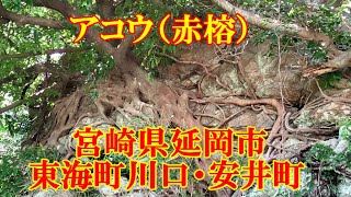 アコウ（赤榕）　宮崎県延岡市東海町川口・安井町