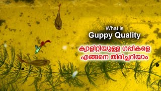 What is Guppy Quality ? ഗപ്പി ക്വാളിറ്റി എങ്ങനെ നോക്കാം | My Farming | EP#96