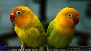 Beautiful Birds ll khubsurat parindy aur unki harkatain ll pyari chiryan 🐦 by Zidi Mano tv