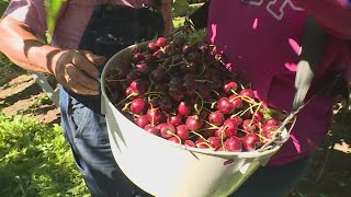 Yakima federal mass vaccination site could protect farmworkers hit hard by COVID-19