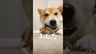 グルメコメンテーター柴犬こむぎ #犬 #shorts #dog