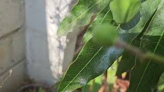 Dasheri mango plant fruiting update