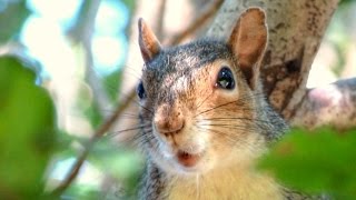 Gray Squirrel Alarm Call Decoded