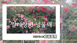 찔레장미 넝쿨째 치유정원 리틀포레스트 in 팜팜스토리