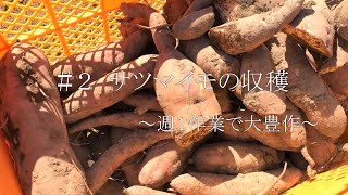 【家庭菜園】サツマイモの収穫・保存（安納芋・シルクスイート）