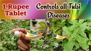 You can Control Tulsi / Holy Basil Diseases in  One Rupee only / Holy Basil Organic Disease control