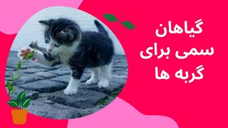 گیاهان سمی برای گربه - لمس کردن یا بلعیدن و خوردن بعضی از گیاهان آپارتمانی برای گربه خطرناک است