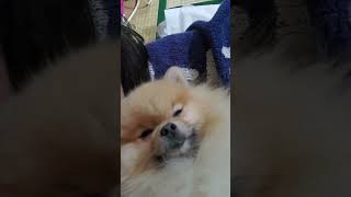 眠い犬が寝落ちる瞬間　#shorts #dog