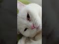 昼寝が心地良い猫