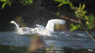 コハクチョウ間のいざこざ。かわじま白鳥飛来地。2019年12月14日。