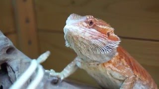 コオロギを食べるフトアゴヒゲトカゲ　Bearded Dragon eating Cricket