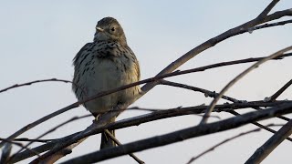 Meadow Pipit / Pipit farlouse