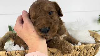 Lincoln - Medium Goldendoodle - Family Bred Puppies