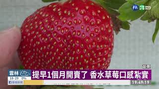 提早1個月上市 苗栗香水草莓大豐收 | 華視新聞 20191115