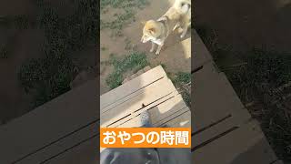 骨の時間 #松ごり #日本犬物語 #猟犬 #甲斐犬 #四国犬 #狩猟 #日本犬 #猪