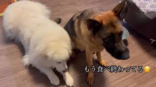 平和な大型犬の集い