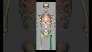 Human skeleton 3D animation.... #3danatomy #anatomy #medical #humanskeleton