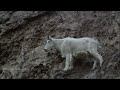 mountain goat demonstrates amazing climbing skills in rocky mountains